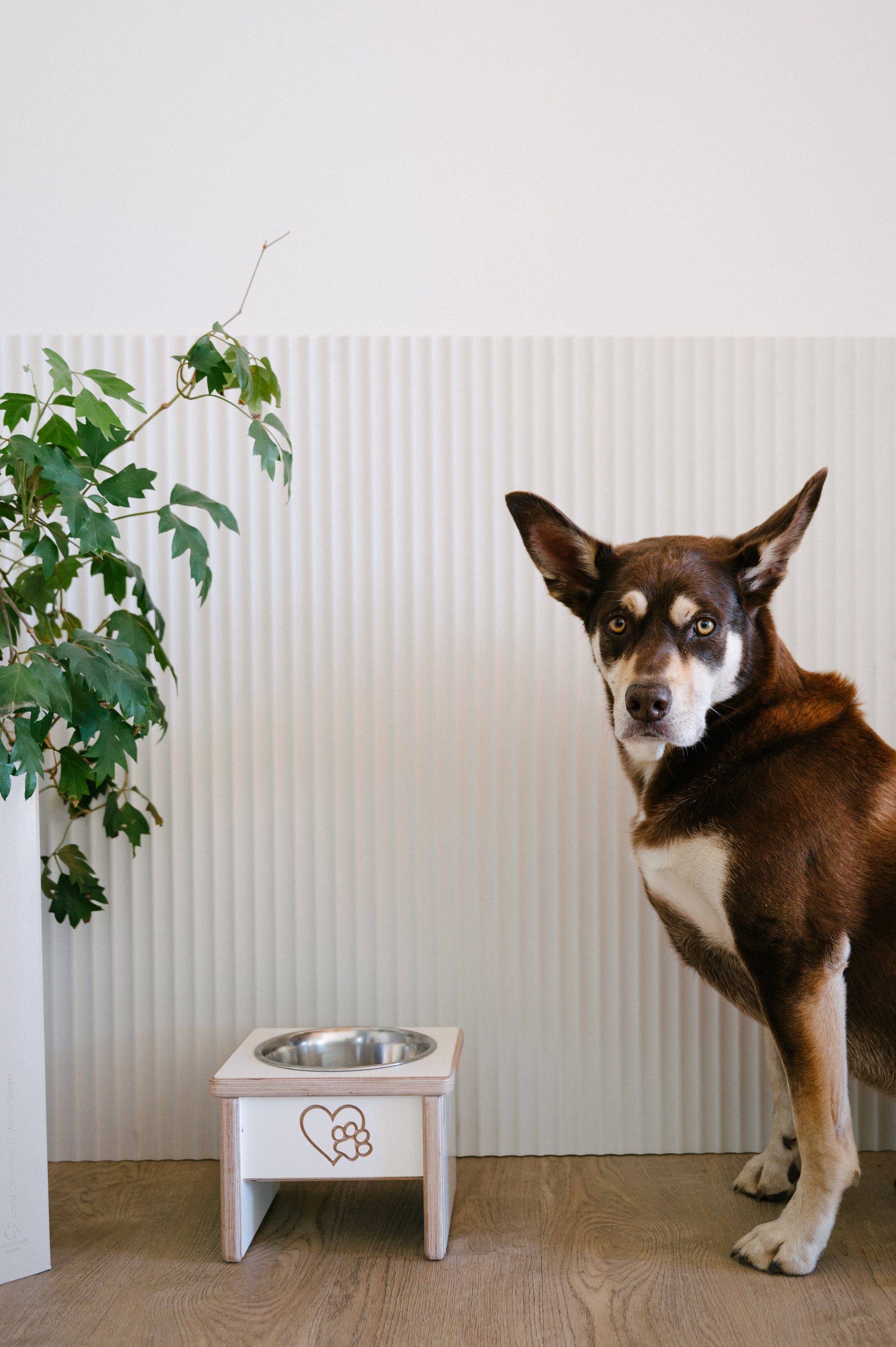 A brown and white dog stands near a silver bowl on a Timber Grooves Single Raised Dog Bowl Stand, next to a leafy green plant against a white corrugated backdrop.